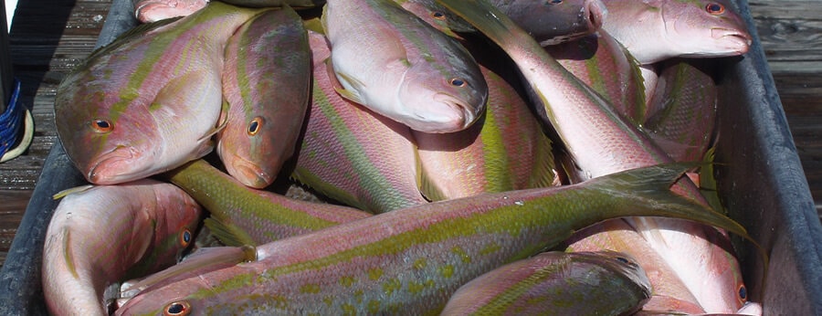 Yellowtail Snapper Fillets: Fresh-Caught and Delivered to Your Home
