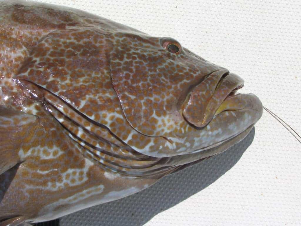 Fresh Grouper for Sale Online With Overnight Delivery