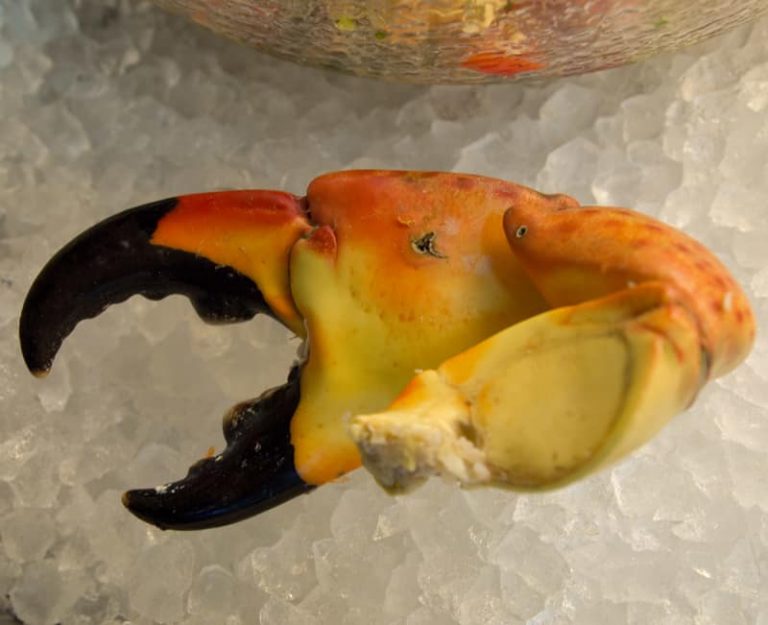 Colossal Stone Crab Claws