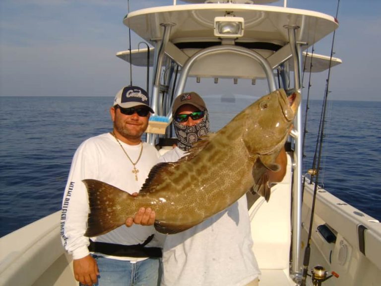 Fresh Grouper for Sale Online With Overnight Delivery