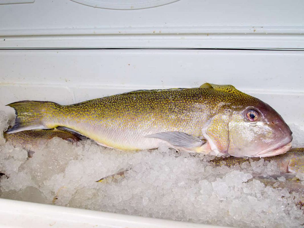 Tilefish for Sale FreshCaught in Key West With Overnight Delivery