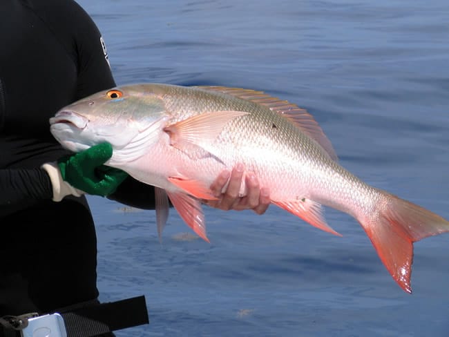 Shallow Water Mutton Snappers - Fishing Key West