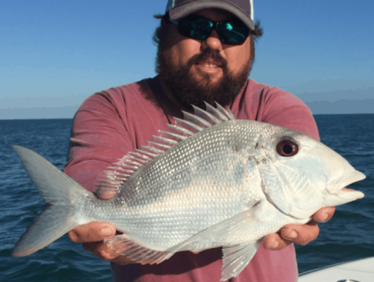 Porgy Fillets: Buy Fresh Fish Online With Fast Overnight Shipping