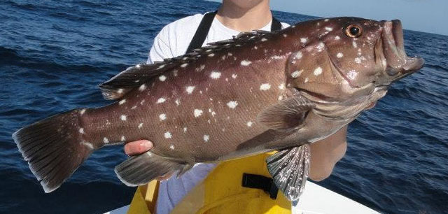 Snowy Grouper Fresh Caught In The Keys And Shipped Overnight